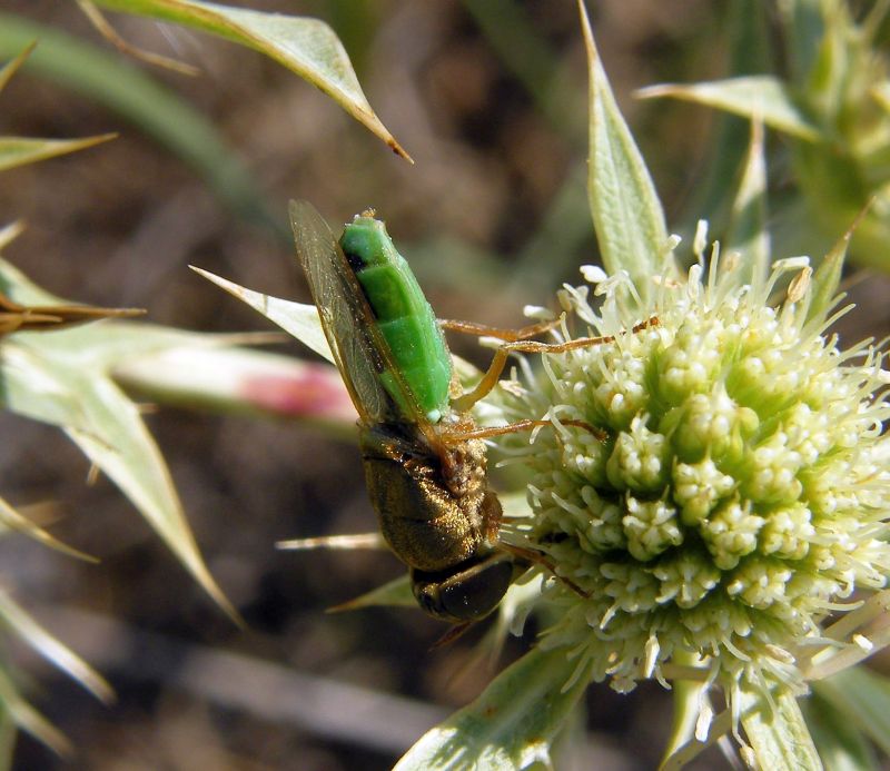 Stratiomyidae:  Odontomyia angulata  - femmina